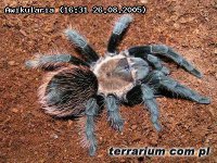 Aphonopelma pallidum Aphonopelma pallidum