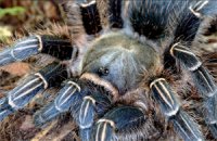 Aphonopelma seemanni Aphonopelma seemanni