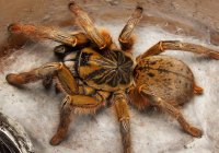 Augacephalus breyeri Augacephalus breyeri