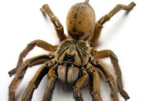 Augacephalus ezendami Augacephalus ezendami