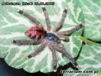 Avicularia avicularia Avicularia avicularia