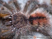 Avicularia bicegoi Avicularia bicegoi