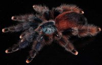Avicularia braunshauseni Avicularia braunshauseni