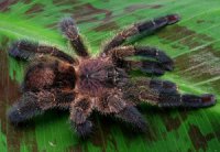 Avicularia diversipes Avicularia diversipes