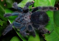 Avicularia geroldi Avicularia geroldi