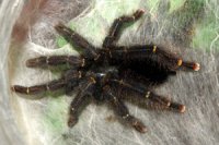 Avicularia juruensis Avicularia juruensis