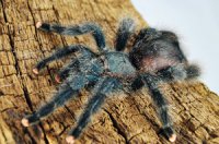 Avicularia metallica - ptasznik metaliczny Avicularia metallica - ptasznik metaliczny