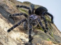Avicularia purpurea Avicularia purpurea