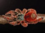 Avicularia Avicularia
