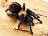 Brachypelma albiceps Brachypelma albiceps