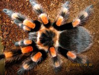 Brachypelma annitha Brachypelma annitha