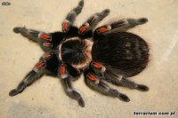 Brachypelma auratum - ptasznik ognisty Brachypelma auratum - ptasznik ognisty
