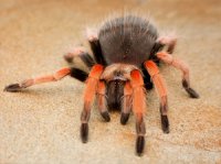 Brachypelma boehmei - ptasznik czerwononogi Brachypelma boehmei - ptasznik czerwononogi