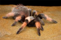 Brachypelma emilia Brachypelma emilia