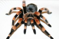 Brachypelma smithi - ptasznik czerwonokolanowy Brachypelma smithi - ptasznik czerwonokolanowy