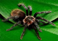 Brachypelma vagans - ptasznik czerwonoodwłokowy Brachypelma vagans - ptasznik czerwonoodwłokowy