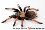 Brachypelma Brachypelma