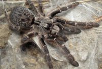 Ceratogyrus darlingi Ceratogyrus darlingi