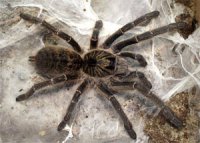 Ceratogyrus marshalli Ceratogyrus marshalli