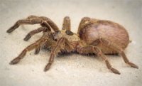 Ceratogyrus sanderi Ceratogyrus sanderi