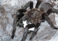 Chilobrachys dyscolus Chilobrachys dyscolus