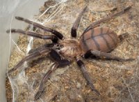 Chilobrachys fimbriatus Chilobrachys fimbriatus