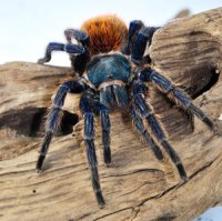Chromatopelma cyaneopubescens Chromatopelma cyaneopubescens
