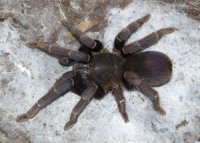 Coremiocnemis brachyramosa Coremiocnemis brachyramosa