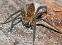 Cupiennius salei Cupiennius salei