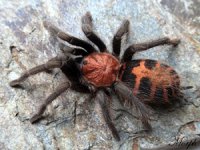 Cyclosternum fasciatum Cyclosternum fasciatum