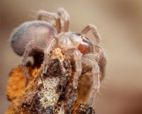 Cyclosternum schmardae Cyclosternum schmardae