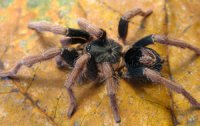 Cyriocosmus bertae Cyriocosmus bertae