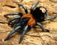 Cyriocosmus elegans Cyriocosmus elegans