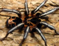 Cyriocosmus leetzi Cyriocosmus leetzi