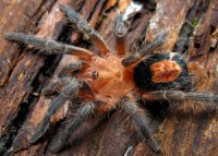 Cyriocosmus perezmilesi Cyriocosmus perezmilesi