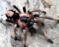 Cyriocosmus ritae Cyriocosmus ritae