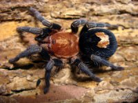 Cyriocosmus sellatus Cyriocosmus sellatus