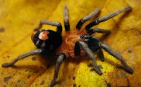 Cyriocosmus venezuelensis Cyriocosmus venezuelensis
