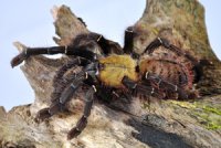 Cyriopagopus schioedtei Cyriopagopus schioedtei