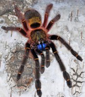 Ephebopus cyanognathus Ephebopus cyanognathus