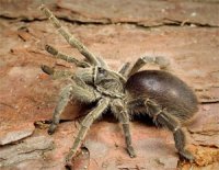 Eucratoscelus pachypus Eucratoscelus pachypus