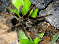Grammostola grossa Grammostola grossa