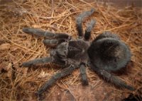 Grammostola pulchra Grammostola pulchra