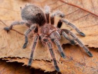 Grammostola rosea Grammostola rosea