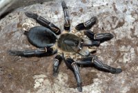 Haplopelma albostriatum Haplopelma albostriatum