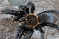 Haplopelma doriae Haplopelma doriae