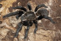 Haplopelma hainanum Haplopelma hainanum
