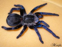 Haplopelma lividum Haplopelma lividum