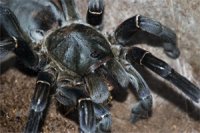 Haplopelma longipes Haplopelma longipes