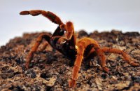 Haplopelma schmidti Haplopelma schmidti